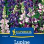 Kiepenkerl Lupine Sommer Mischung, mehrfarbige Blütenstände im Detail.