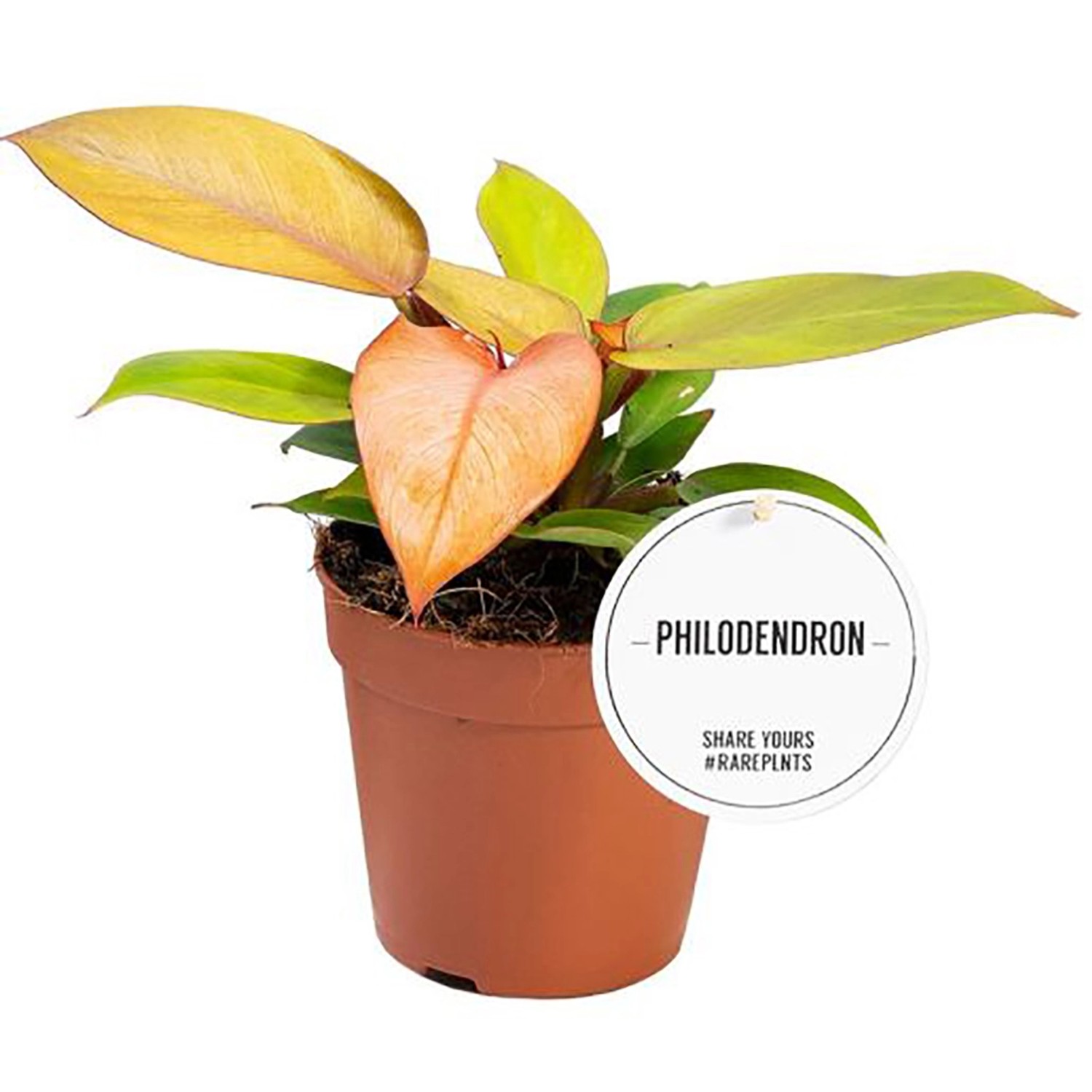 GROW Baumfreund Prince Orange Höhe ca. 10 cm Topf-Ø ca. 12 cm Philodendron günstig online kaufen