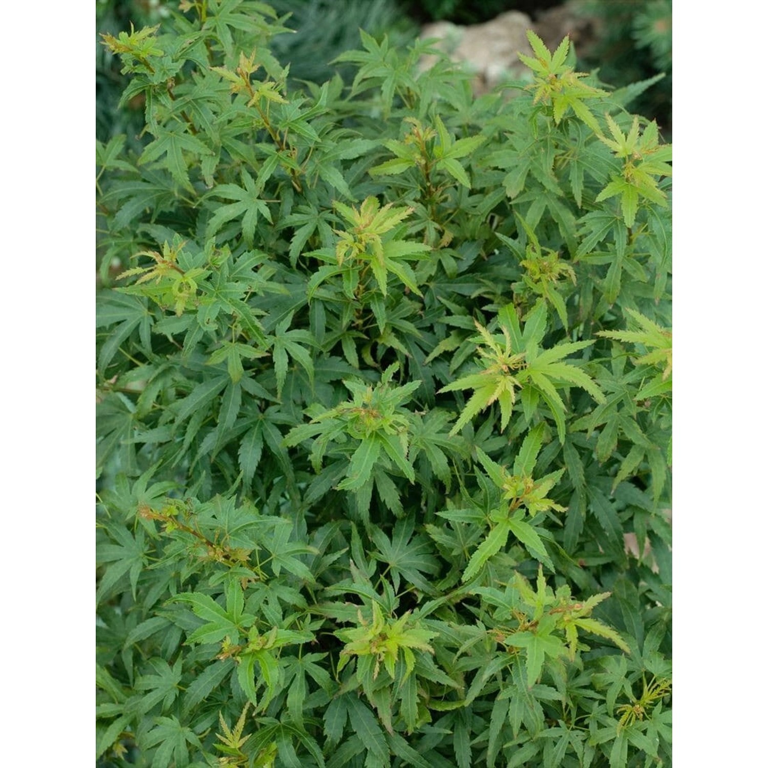 Acer Palmatum Sharps Pygmy Japanischer Ahorn Kompakt 80 cm Stammhöhe günstig online kaufen