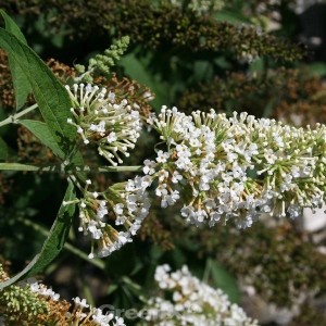 Nahaufnahme des weißen Zwergflieder 'Reve de Papillon' (Buddleja) mit Blüten.