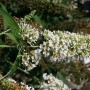 Nahaufnahme des weißen Zwergflieder 'Reve de Papillon' (Buddleja) mit Blüten.