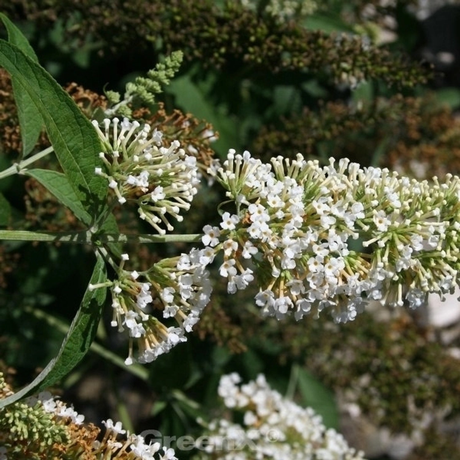 Zwergflieder Reve de Papillon White 40-60cm - Buddleja günstig online kaufen