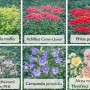 Themenset Landhaus & Bauerngarten: 18 Stauden im 9 cm Topf, versch. Sorten und Farben.