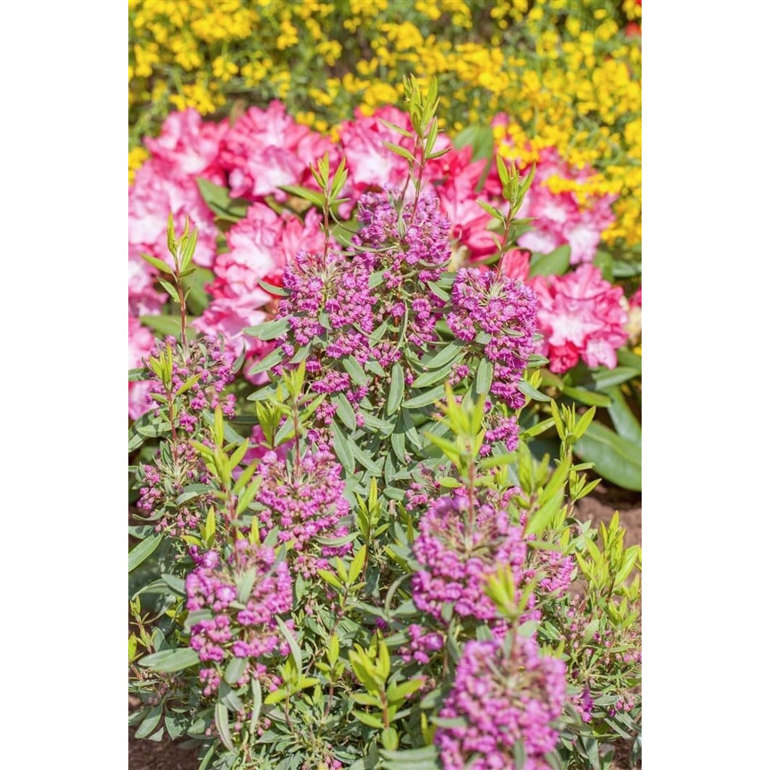Kalmia Angustifolia Rubra Lorbeerrose Rosa Blüten 30–40 cm günstig online kaufen