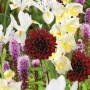 Schnittblumen-Kollektion von GROW by OBI mit Dahlien, Gladiolen und Iris in verschiedenen Farben.