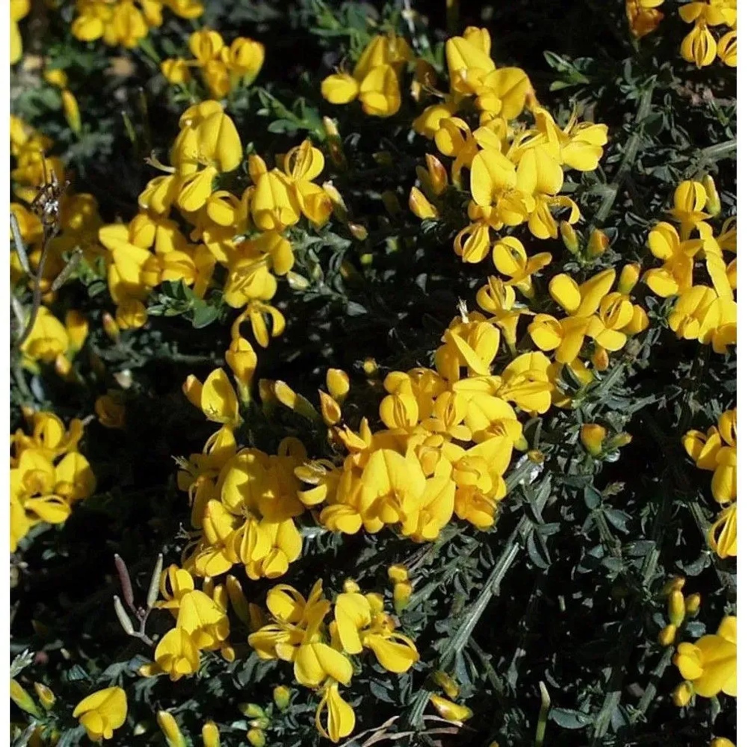 Sandginster Vancouver Gold 20-30cm - Genista pilosa