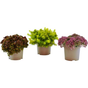 Drei Grow by OBI Fetthennen (Sedum) in Töpfen, verschiedene Farben.