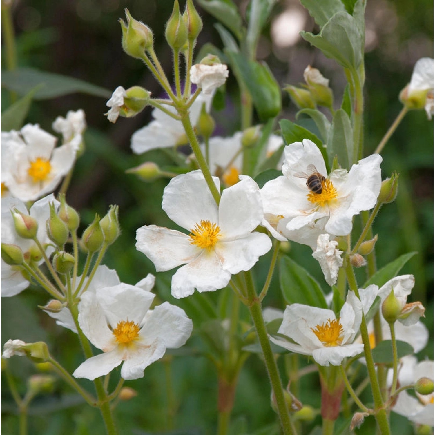 Lorbeerblättrige Zistrose Sunset 30-40cm - Cistus pulverulentus günstig online kaufen