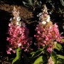 Rispenhortensie 'Pinky Winky' mit rosa-weißen Blütenständen im Garten.