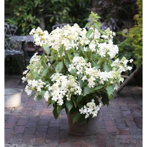 Rispenhortensie Levana im Topf, weiße Blütenpracht für Garten & Beet.