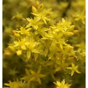 Nahaufnahme des gelb blühenden Milden Mauerpfeffers 'Weiße Tatra' (Sedum sexangulare).