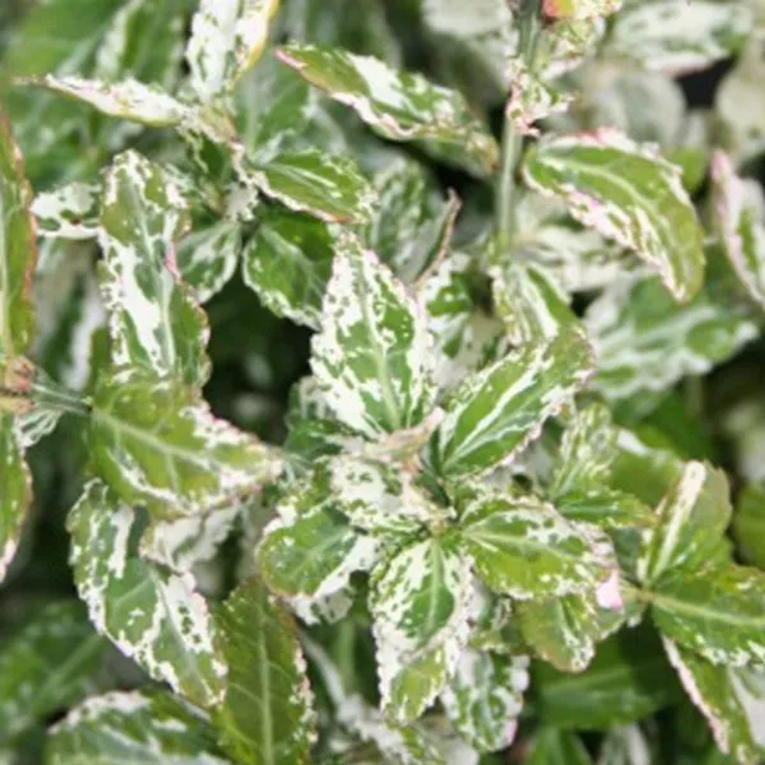 Kriechspindel 'Harlequin' Euonymus fortunei 20 bis 30 cm im Container Buntlaubig