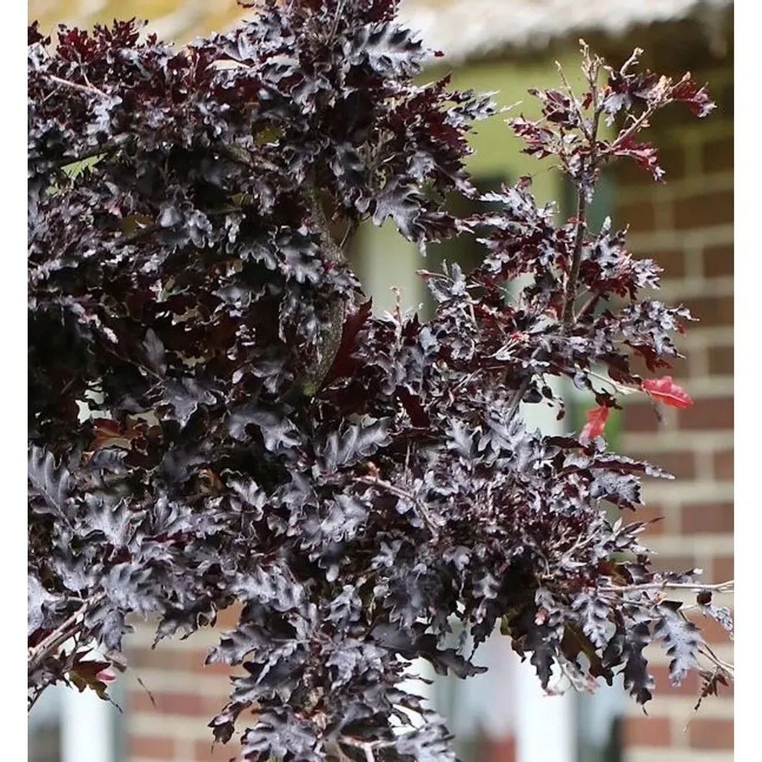 Hänge Blutbuche Rohan Weeping 40-50cm - Fagus sylvatica