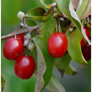 Nahaufnahme der roten Früchte der Kornelkirsche Kasanlaker (Cornus mas) am Strauch.