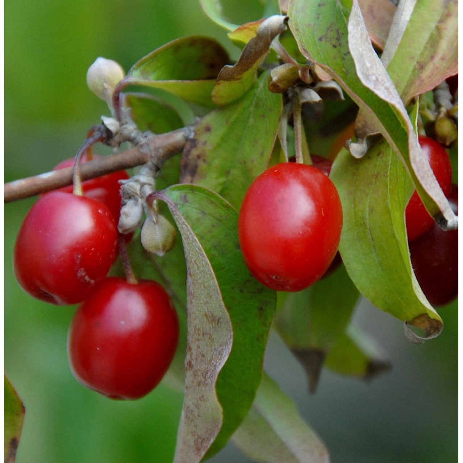 Kornelkirsche Kasanlaker 60-80cm - Cornus mas günstig online kaufen