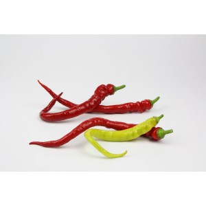 Blu Bio-Spiral-Chili, ca. 12 cm Topf, rote und gelbe Peperoni auf weißem Grund.
