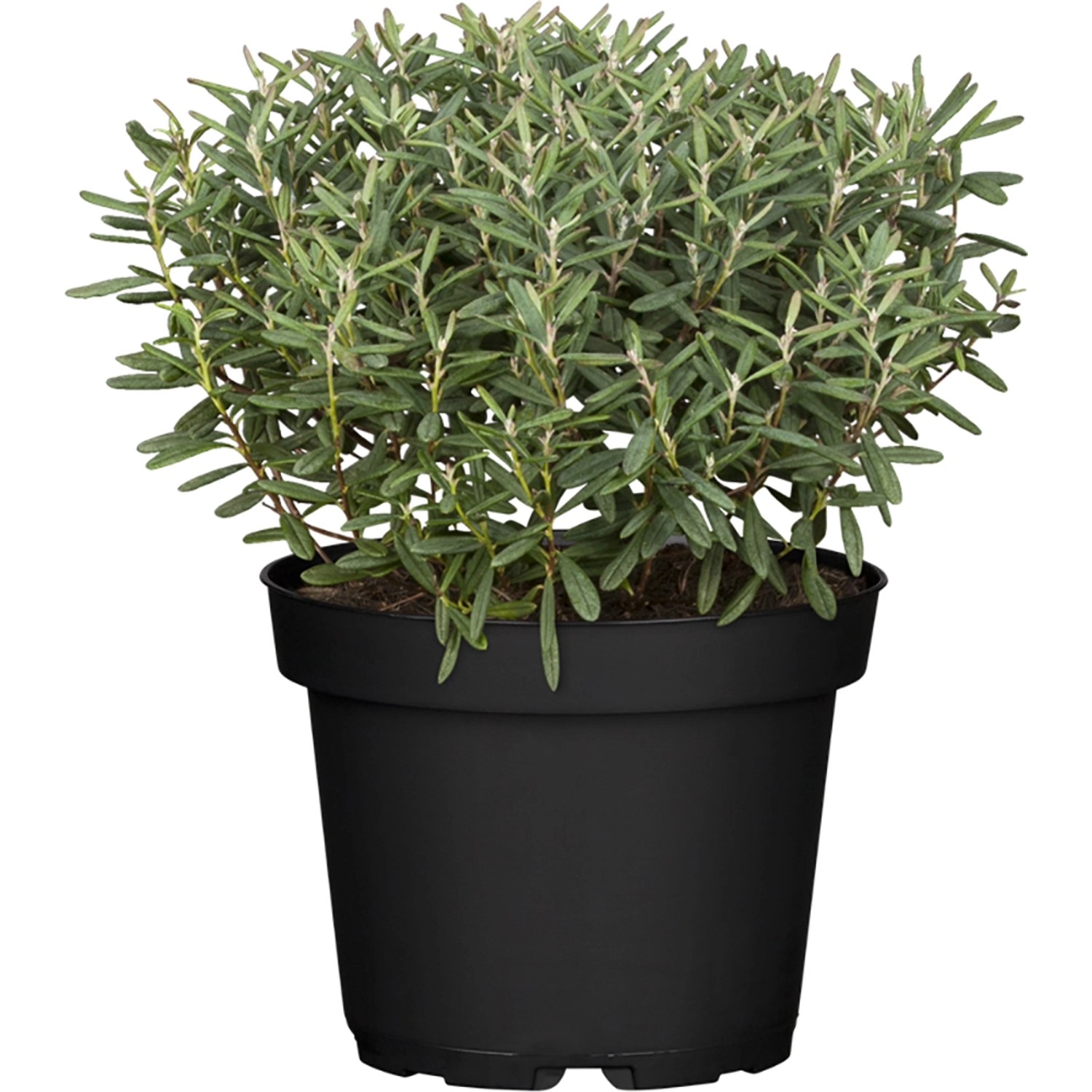 OBI Strauchveronika Green Globe Höhe ca. 5 - 10 cm Topf ca. 1 l Hebe günstig online kaufen