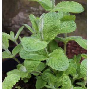 Frische, grüne Apfelminze (Mentha suaveolens) im Topf. Ideal für Kräutergarten und Tee.