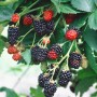 Brombeere 'Triple Crown' (dornenlos) mit reifen, schwarzen und unreifen, roten Früchten am Strauch.