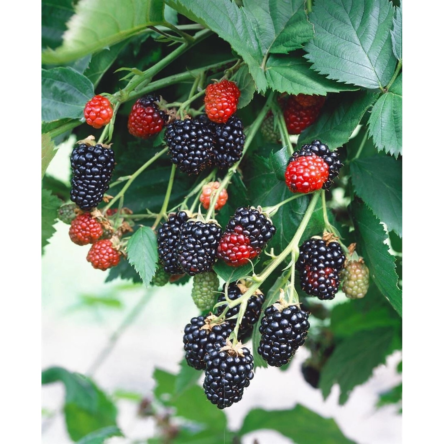 Rubus Fruticosus Triple Crown Brombeere Dornenlos 30–40 Cm günstig online kaufen