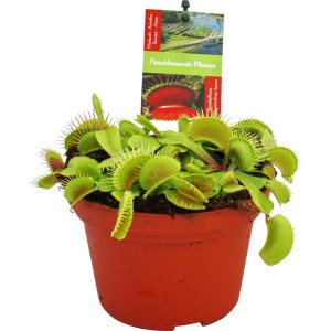 Venusfliegenfalle (Dionaea muscipula) im Topf, eine exotische, fleischfressende Pflanze.