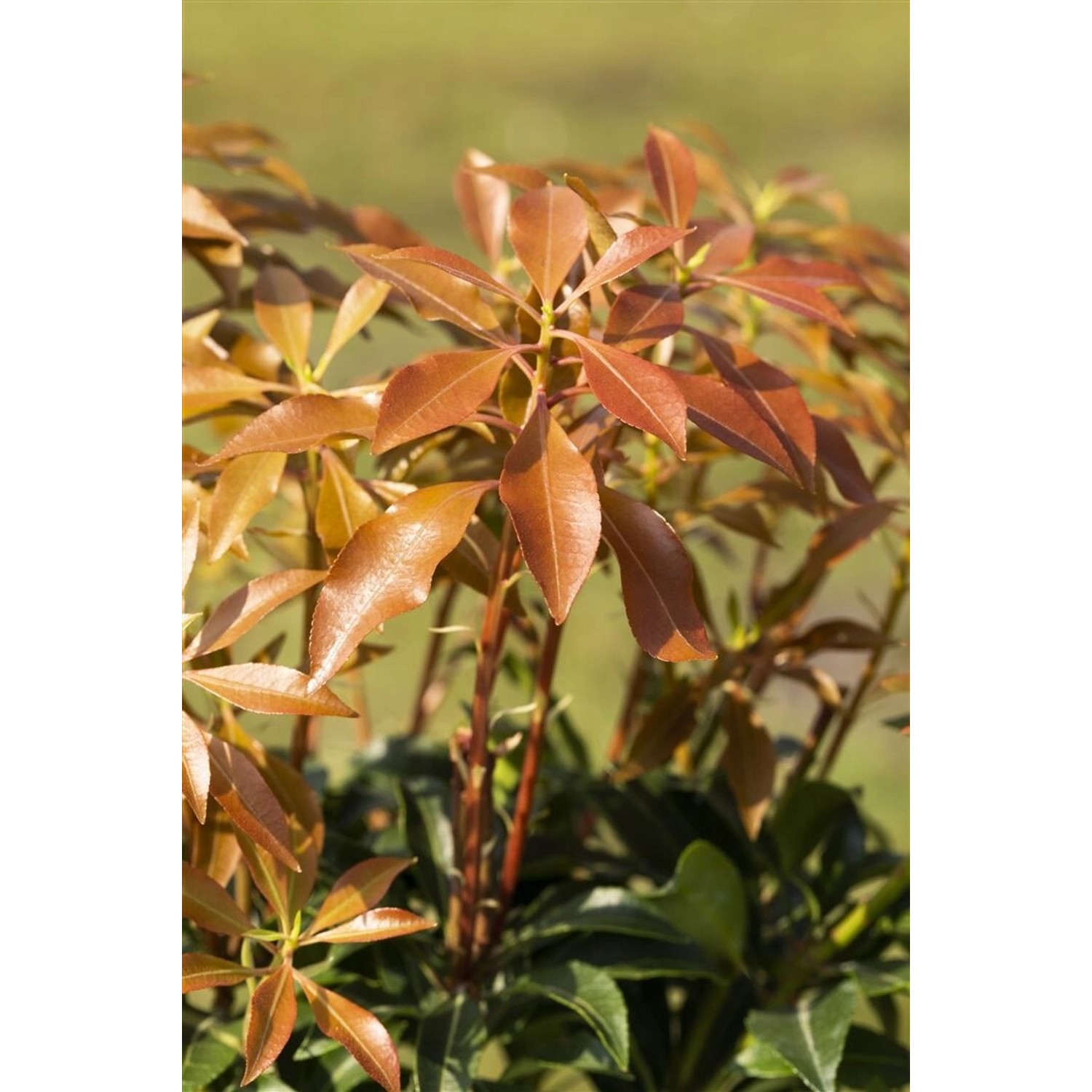 Pieris Japonica Mountain Fire Japanische Lavendelheide 40–50 cm günstig online kaufen