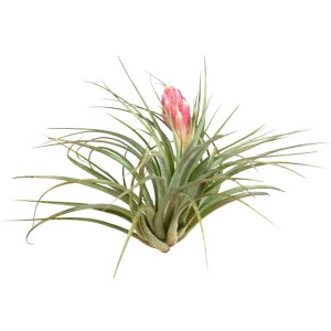 Blühende Tillandsie, ca. 5-10 cm hoch. Dekorative Zimmerpflanze.