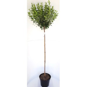 Kugel-Kirsche (Prunus Globosa) Stämmchen im Topf, Gesamthöhe ca. 180-190cm, Stammhöhe 125cm.