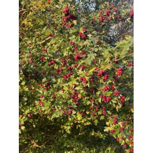 Baumfink Weißdorn Topfpflanze mit roten Beeren und grünen Blättern.
