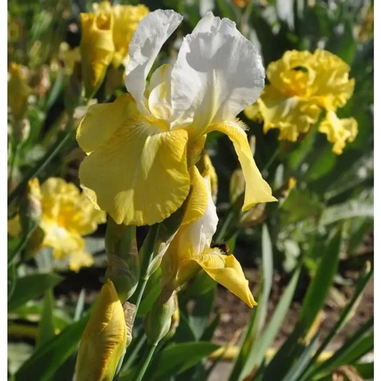 Schwertlilie Pinnacle - Iris barbata