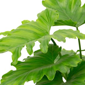 Baumfreund Shangri La (Philodendron bipinnatifidum) mit großen, grünen Blättern.