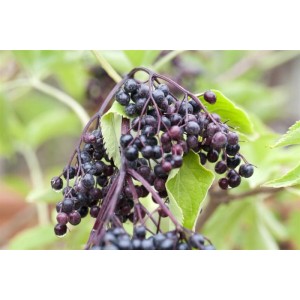 Nahaufnahme: Reife, dunkle Holunderbeeren des Sambucus Nigra Strauchs.