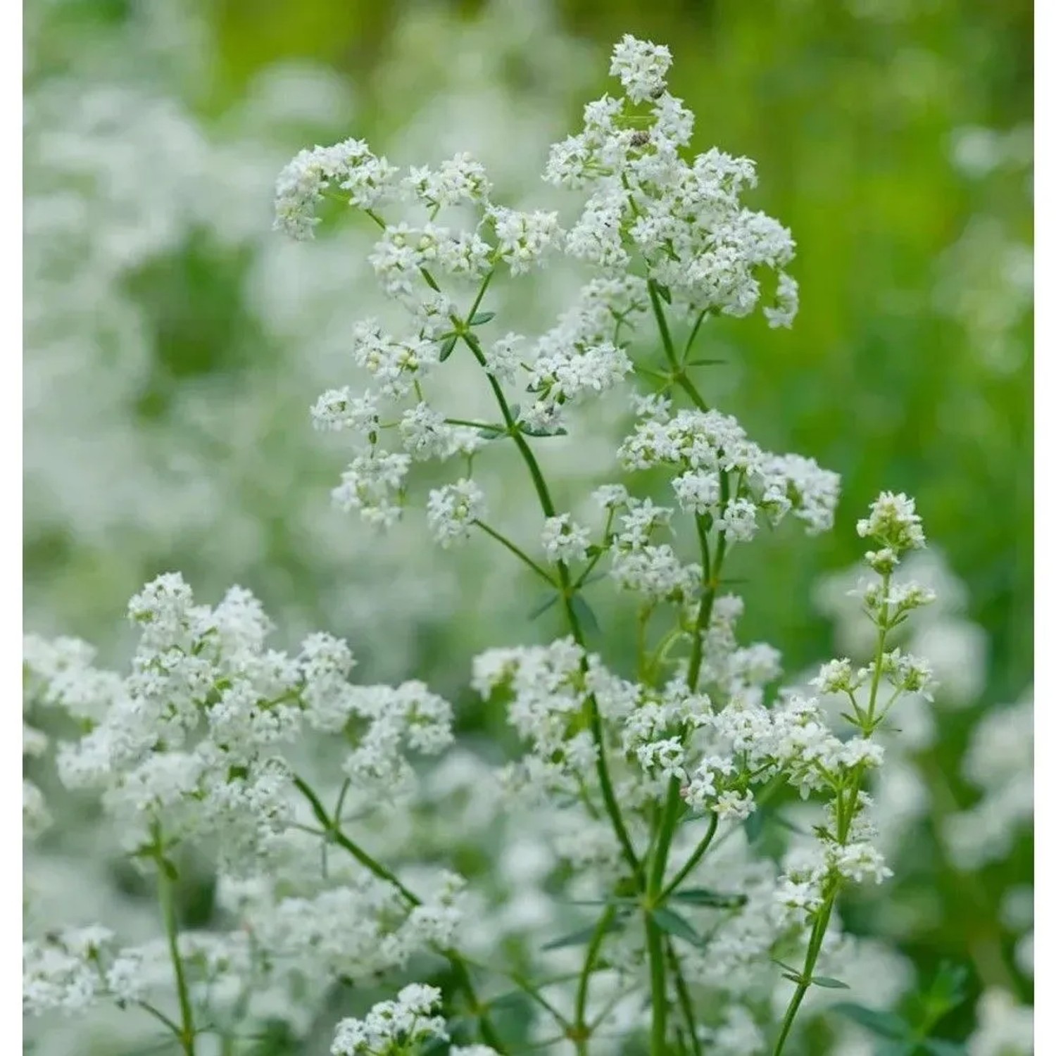 Nordisches Labkraut - Galium boreale
