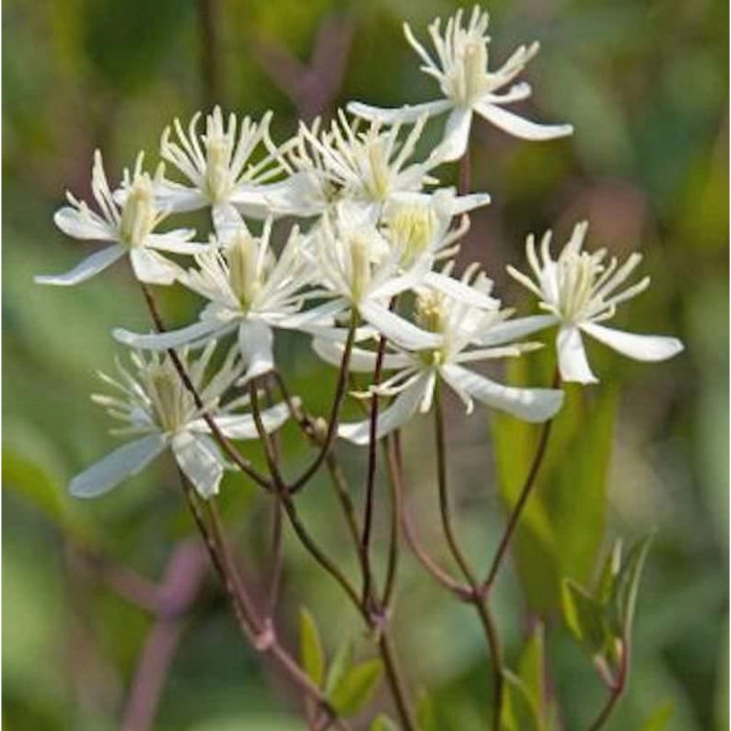 Staudenclematis Purpurea 60-80cm - Clematis recta günstig online kaufen