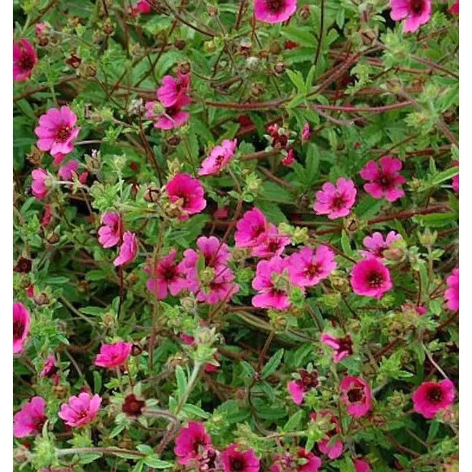 Fingerkraut Ron Mc Beath - Potentilla nepalensis