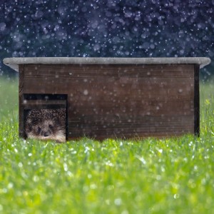 Relaxdays Igelhaus Holz Braun Katzensicher Wasserdicht 20 x 45,5 x 33 cm 2,1 kg