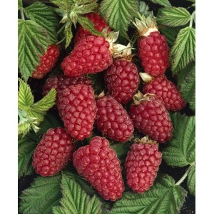 Nahaufnahme von reifen, roten Taybeeren (Rubus Tayberry Medana) zwischen grünen Blättern.
