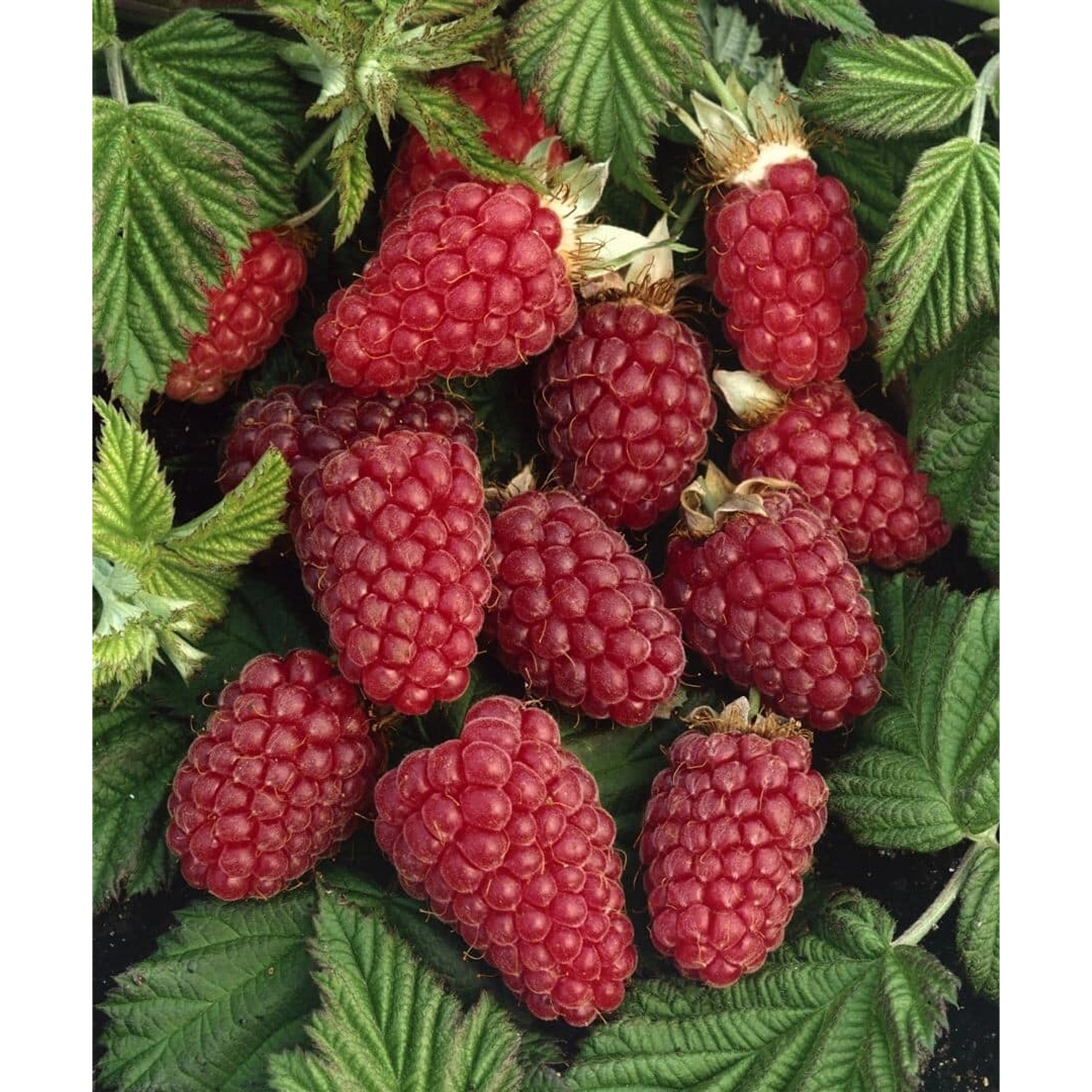 Rubus Tayberry Medana -R- Tayberry Süß 40–60 Cm günstig online kaufen