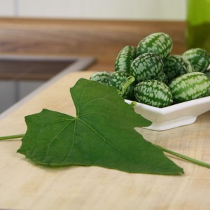 Mexikanische Minigurken im Topf, kleine, gestreifte Früchte in weißer Schale mit Blatt.