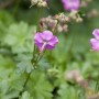 Rosa blühender Geranium Cantabrigiense 'Karmina' (Storchschnabel) im 2L Container.