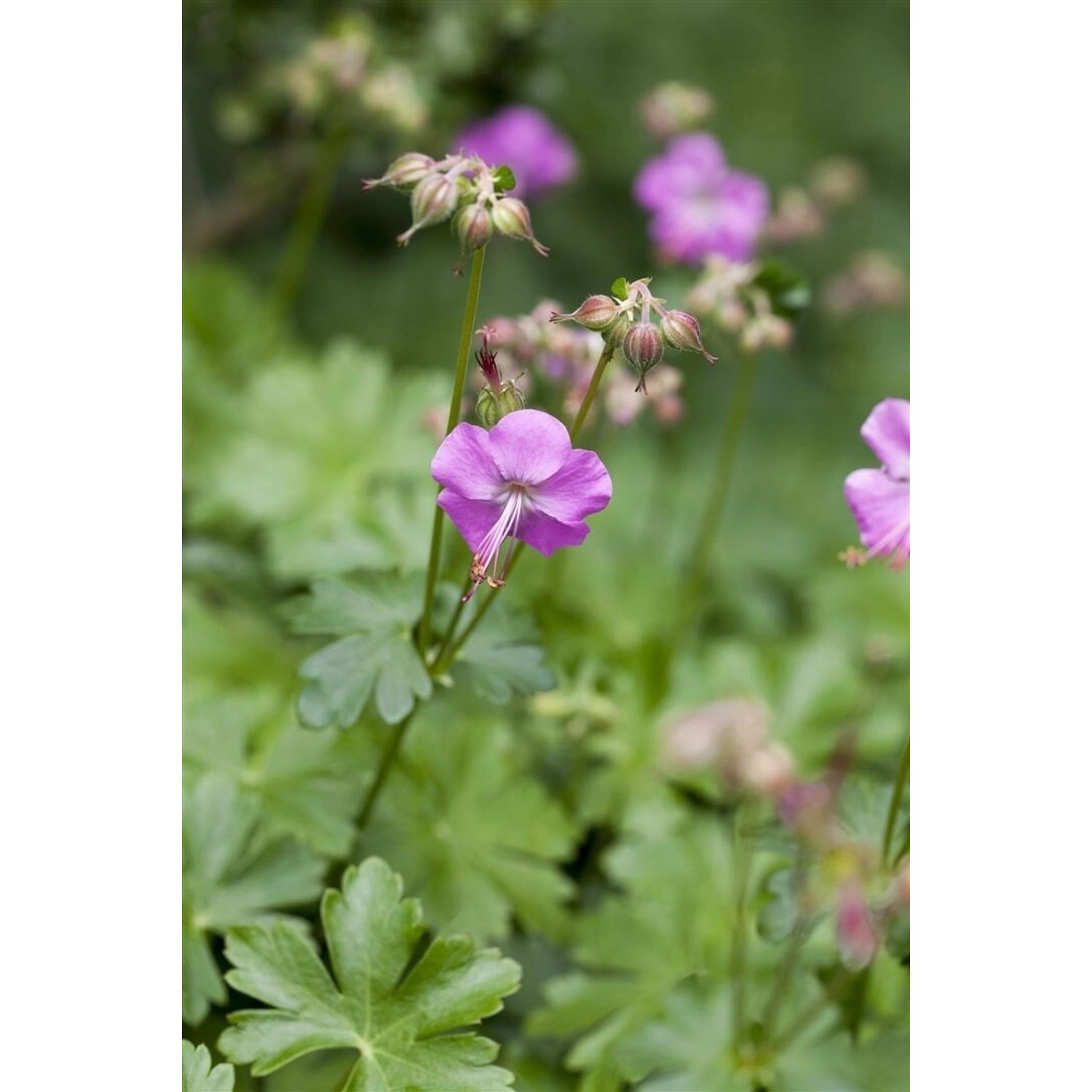 Geranium Cant. Karmina 2 Liter Container günstig online kaufen