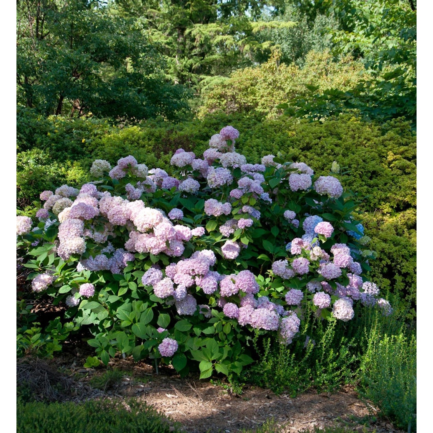 Hortensie Cloudi 30-40cm - Hydrangea serrata günstig online kaufen