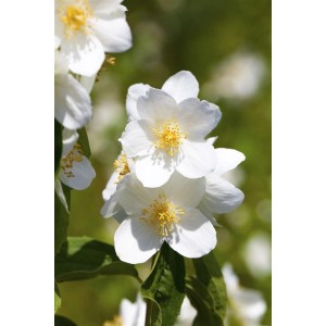 Nahaufnahme des weißen Philadelphus Erectus Pfeifenstrauchs mit gelben Staubgefäßen.