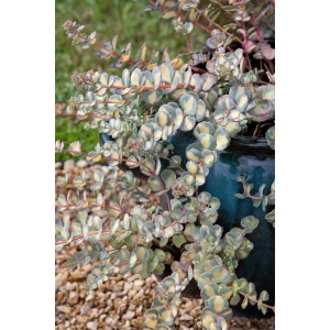 Sedum Sieboldii 'Mediovariegatum' im Topf, eine Fetthenne mit grün-gelb panaschierten Blättern.