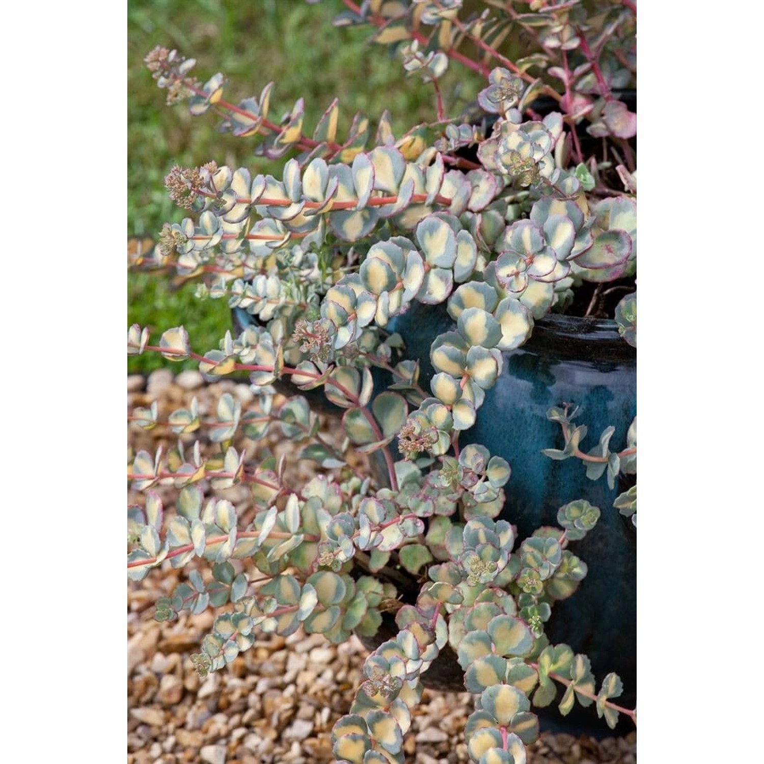 Sedum Sieboldii Mediovariegatum Fetthenne Ca. 9x9 cm Topf günstig online kaufen