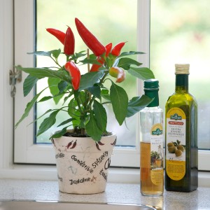 BLU Paprika Snack-Chili im Topf (Ø 12cm) mit roten, reifen Schoten auf einer Fensterbank.