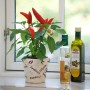 BLU Paprika Snack-Chili im Topf (Ø 12cm) mit roten, reifen Schoten auf einer Fensterbank.