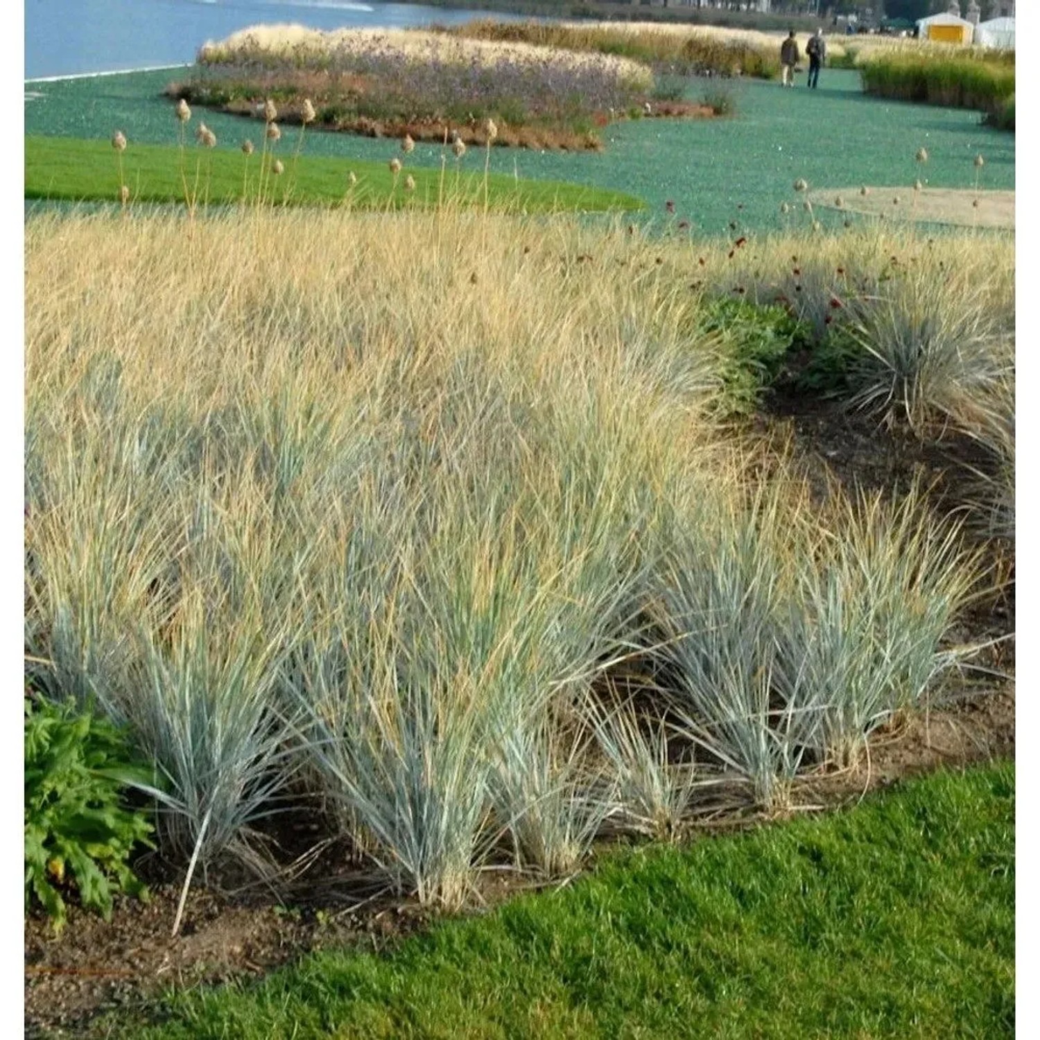 Magellanblaugras - großer Topf - Elymus magellanicus