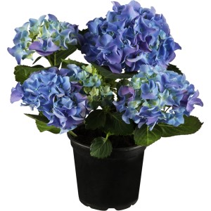 Zimmerhortensie mit blauen Blüten im Topf, ca. 10,5 cm Topf-Durchmesser.