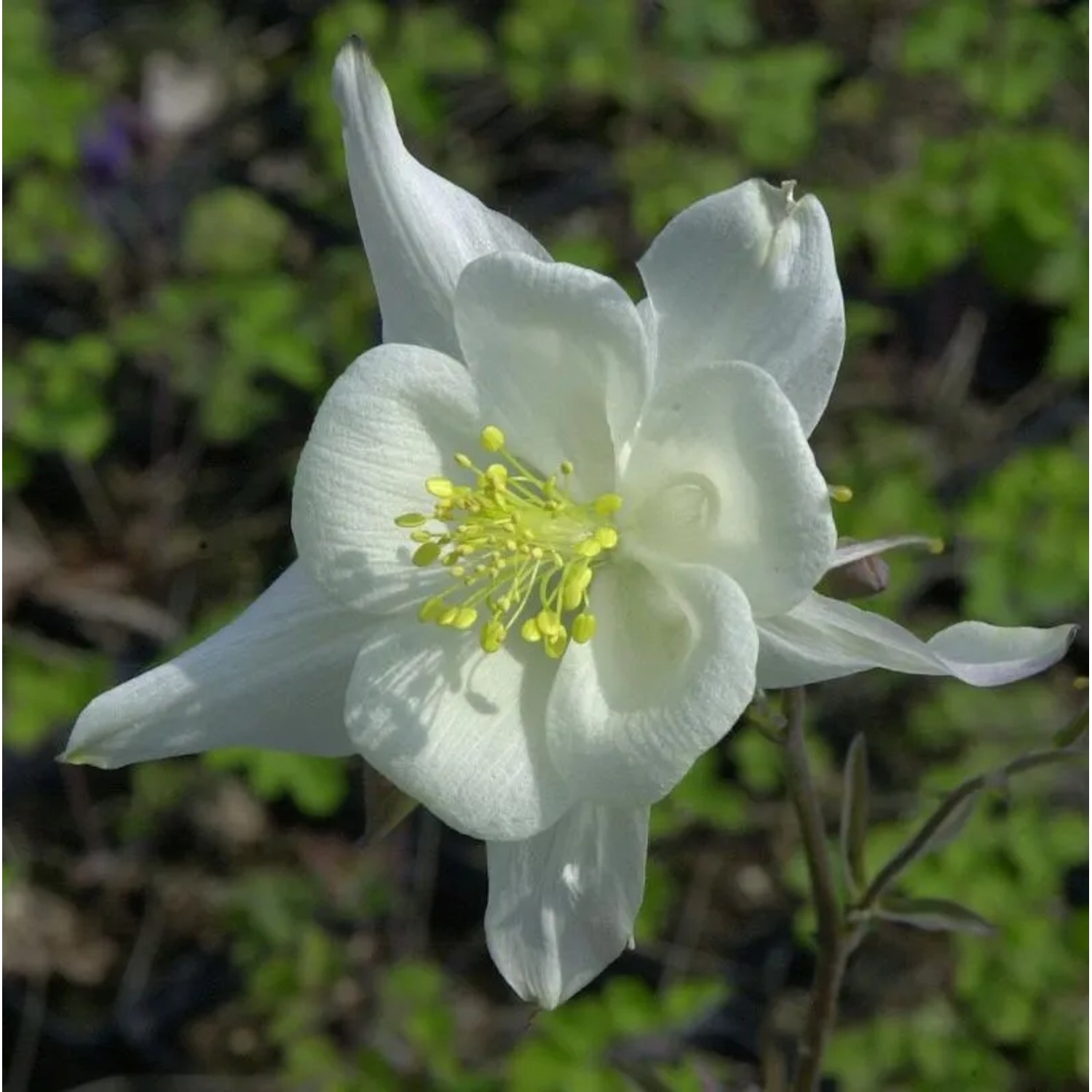 Akelei Kristall - Aquilegia caerulea